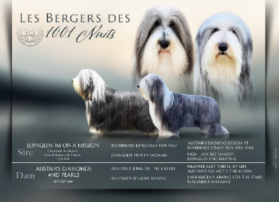 Des Bergers des Mille et Une Nuit - Bearded Collie - Portée née le 01/09/2024