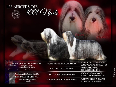 Des Bergers des Mille et Une Nuit - Bearded Collie - Portée née le 16/09/2024