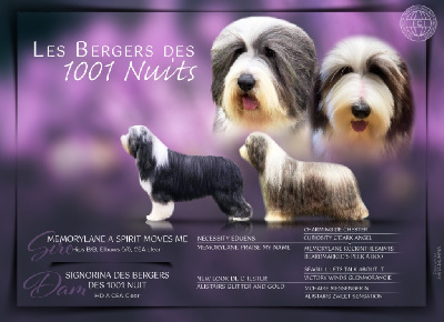 Des Bergers des Mille et Une Nuit - Bearded Collie - Portée née le 29/08/2024