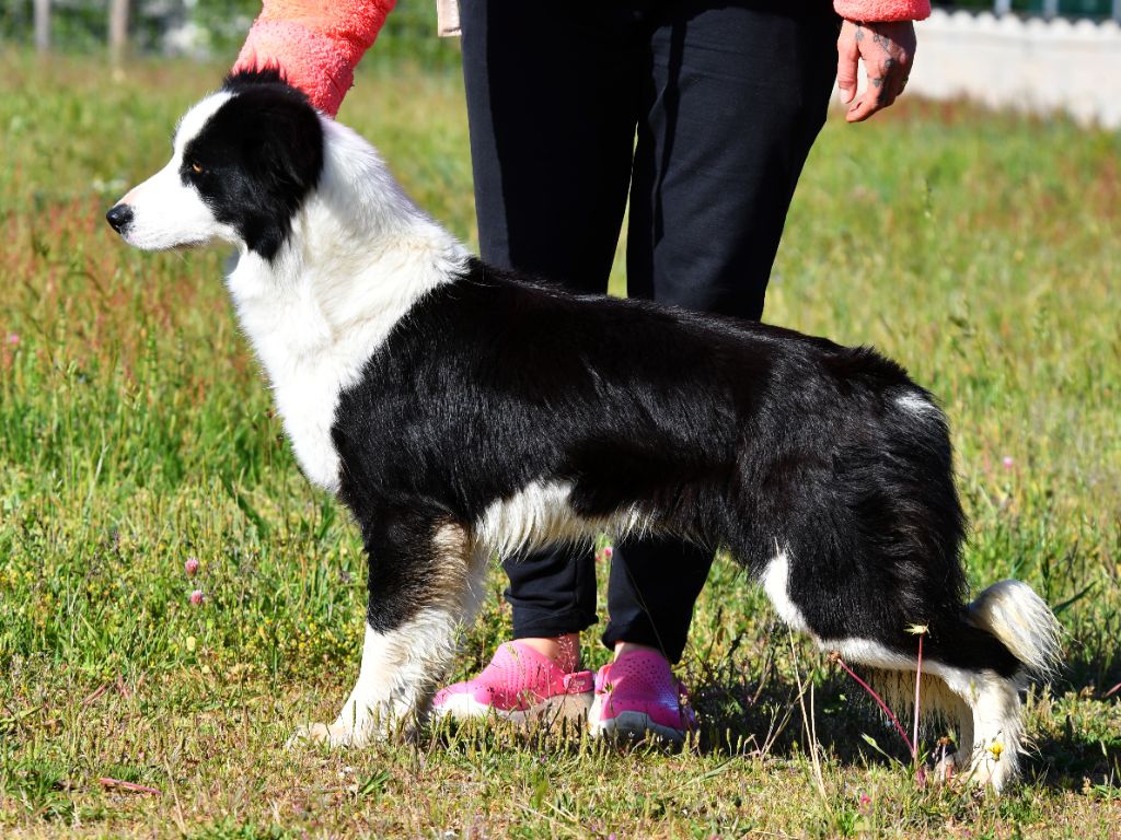 Les Border Collie de l'affixe Des Bergers des Mille et Une Nuit