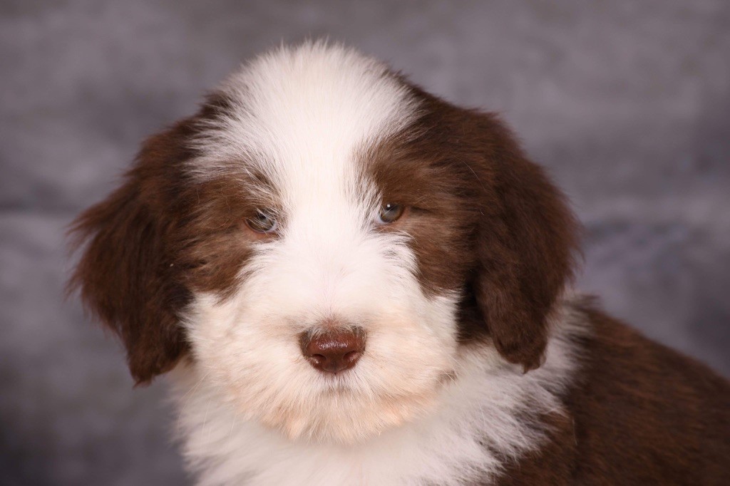 Des Bergers des Mille et Une Nuit - Chiot disponible  - Bearded Collie