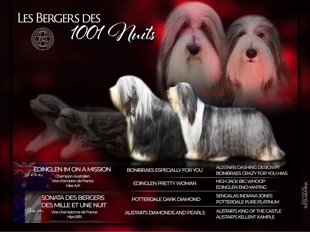 chiot Bearded Collie Des Bergers des Mille et Une Nuit