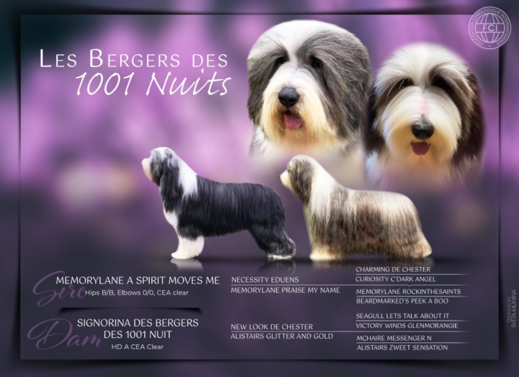 chiot Bearded Collie Des Bergers des Mille et Une Nuit