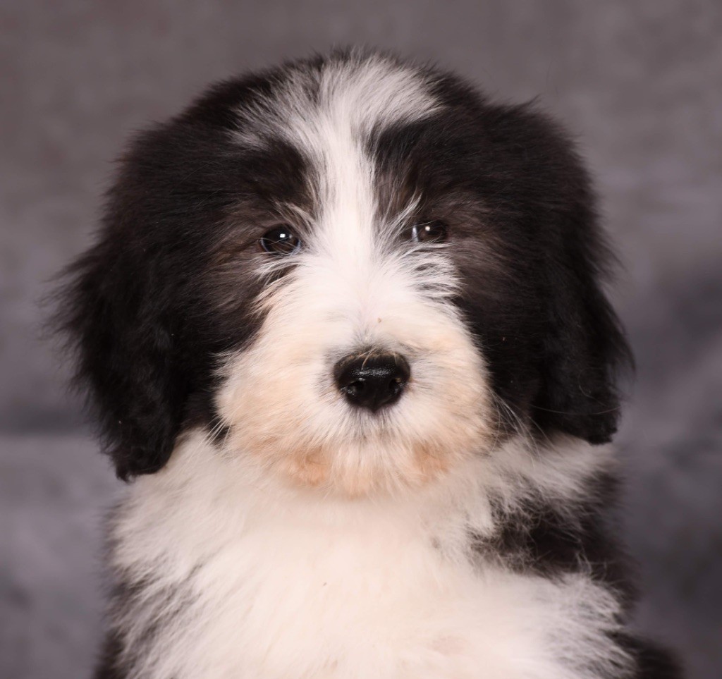 Des Bergers des Mille et Une Nuit - Chiot disponible  - Bearded Collie