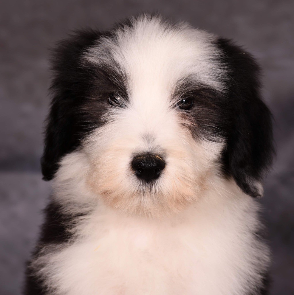 Des Bergers des Mille et Une Nuit - Chiot disponible  - Bearded Collie