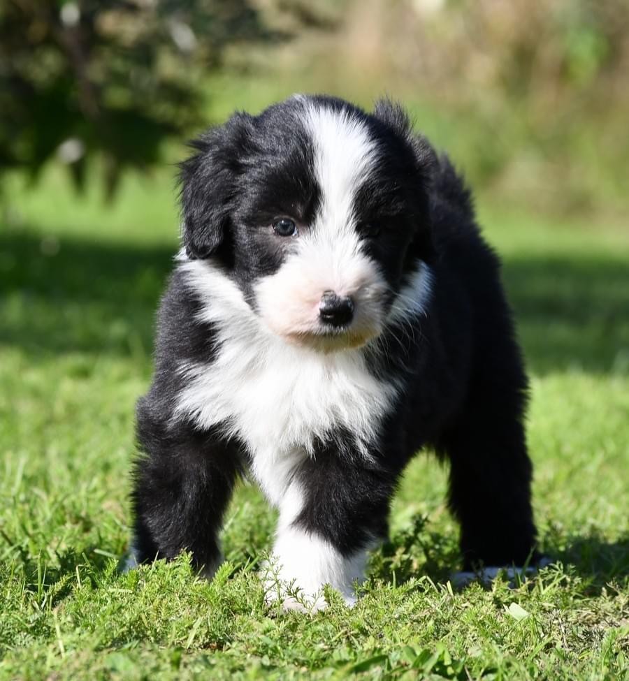 Des Bergers des Mille et Une Nuit - Chiot disponible  - Bearded Collie