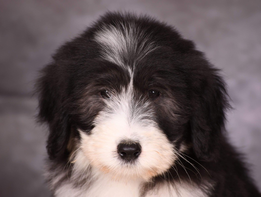 Des Bergers des Mille et Une Nuit - Chiot disponible  - Bearded Collie