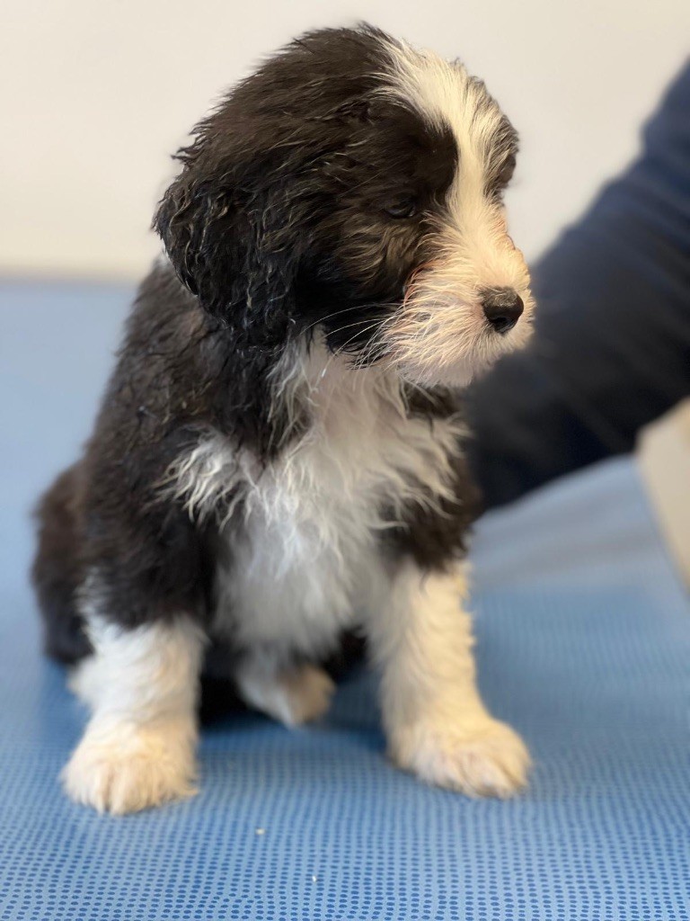 Des Bergers des Mille et Une Nuit - Chiot disponible  - Bearded Collie