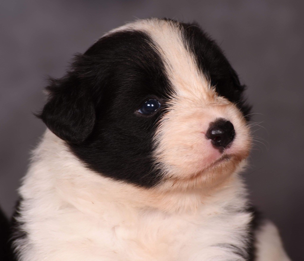 Des Bergers des Mille et Une Nuit - Chiot disponible  - Border Collie