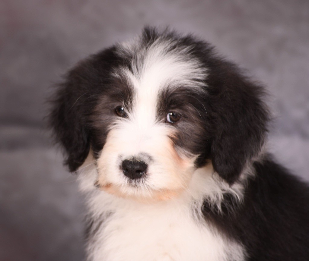 Des Bergers des Mille et Une Nuit - Chiot disponible  - Bearded Collie