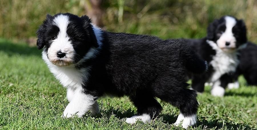 Des Bergers des Mille et Une Nuit - Chiot disponible  - Bearded Collie