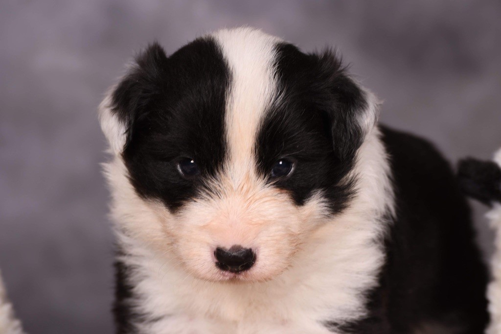 Des Bergers des Mille et Une Nuit - Chiot disponible  - Border Collie