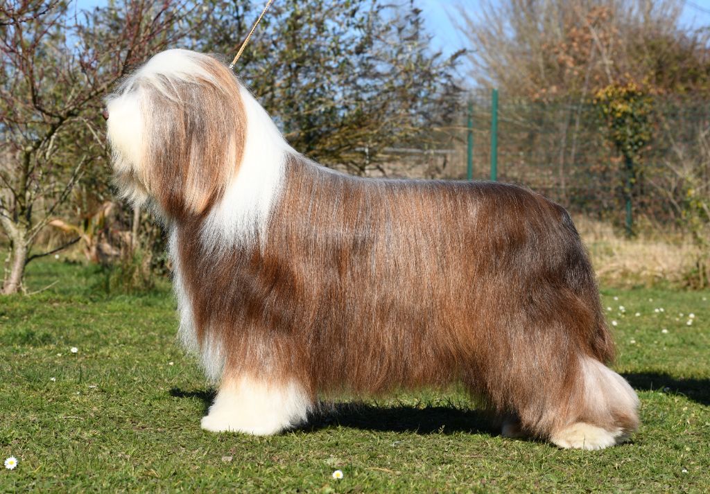 Bonobon de beardie passion