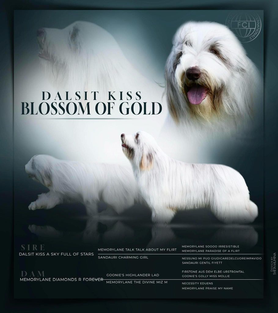 dalsit kiss Blossom of gold