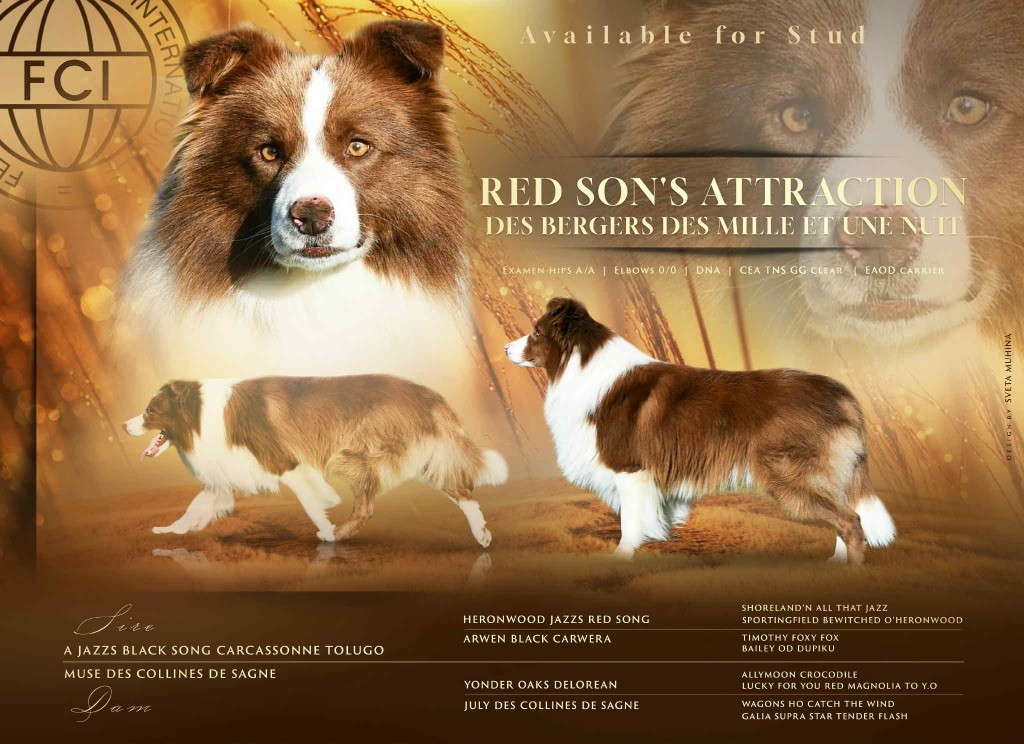 Red son's attraction Des Bergers des Mille et Une Nuit