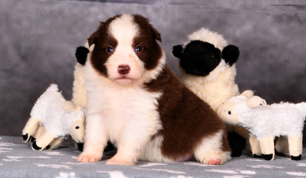 Des Bergers des Mille et Une Nuit - Chiots disponibles - Border Collie