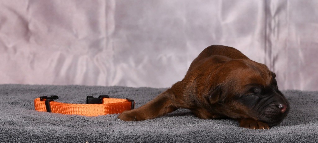 Des Bergers des Mille et Une Nuit - Chiots disponibles - Berger de Brie