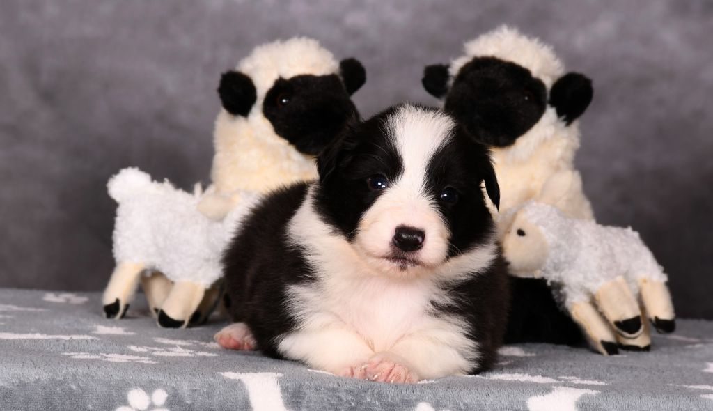 Des Bergers des Mille et Une Nuit - Chiots disponibles - Border Collie