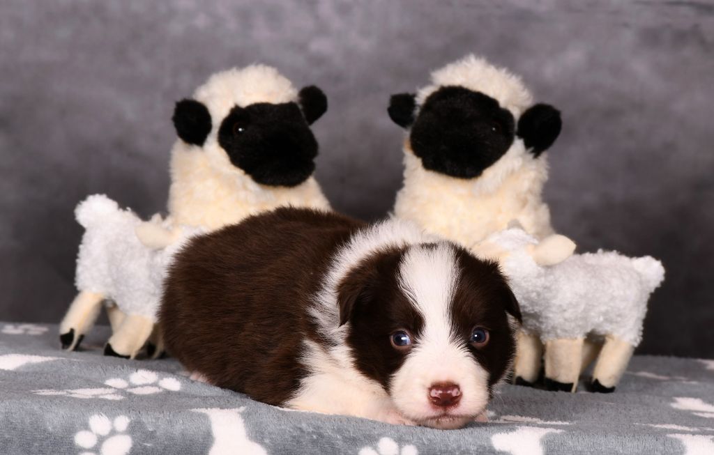 Des Bergers des Mille et Une Nuit - Chiots disponibles - Border Collie