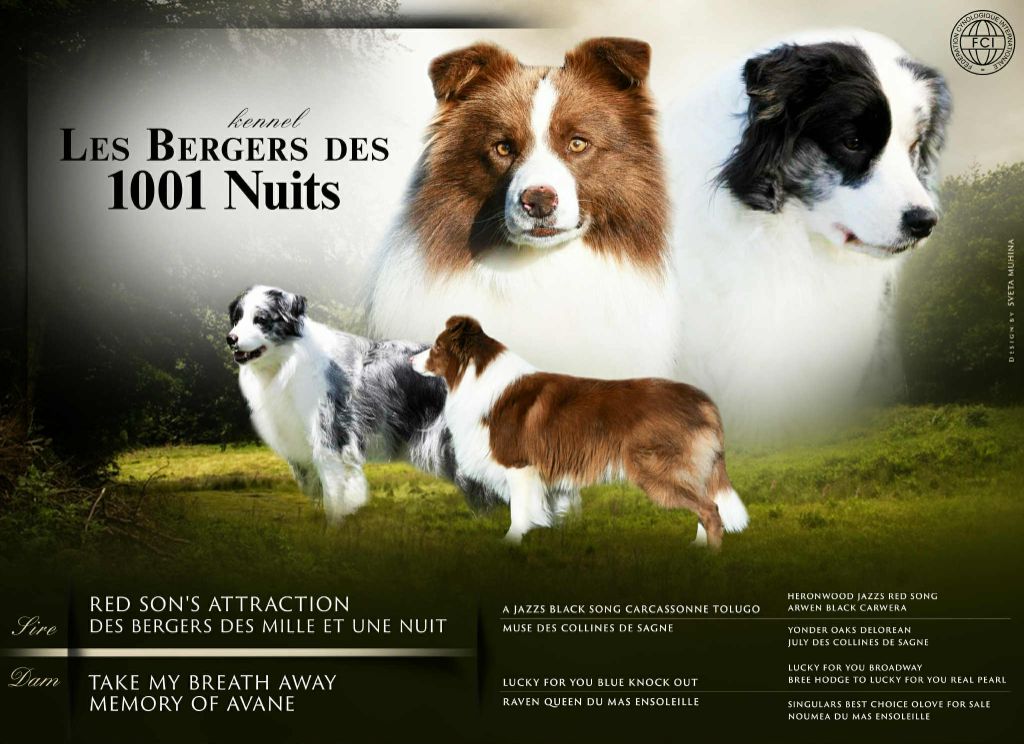 Chiot Border Collie Des Bergers des Mille et Une Nuit
