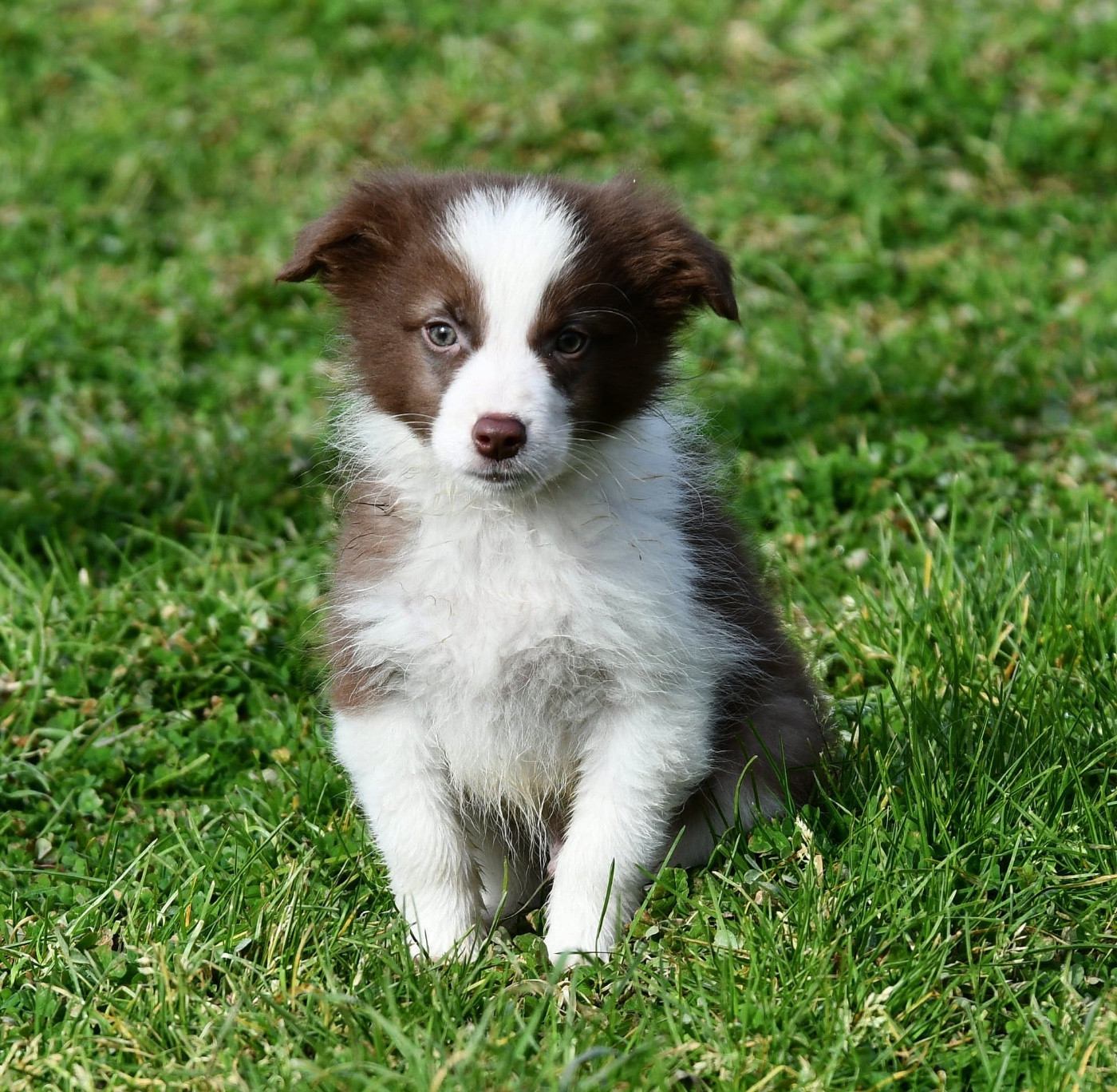 Des Bergers des Mille et Une Nuit - Chiots disponibles - Border Collie