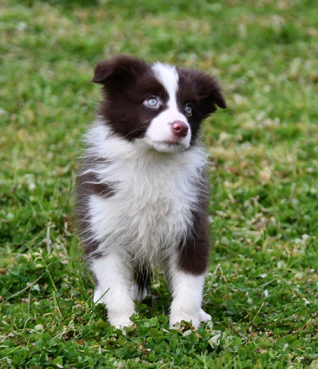 Des Bergers des Mille et Une Nuit - Chiots disponibles - Border Collie