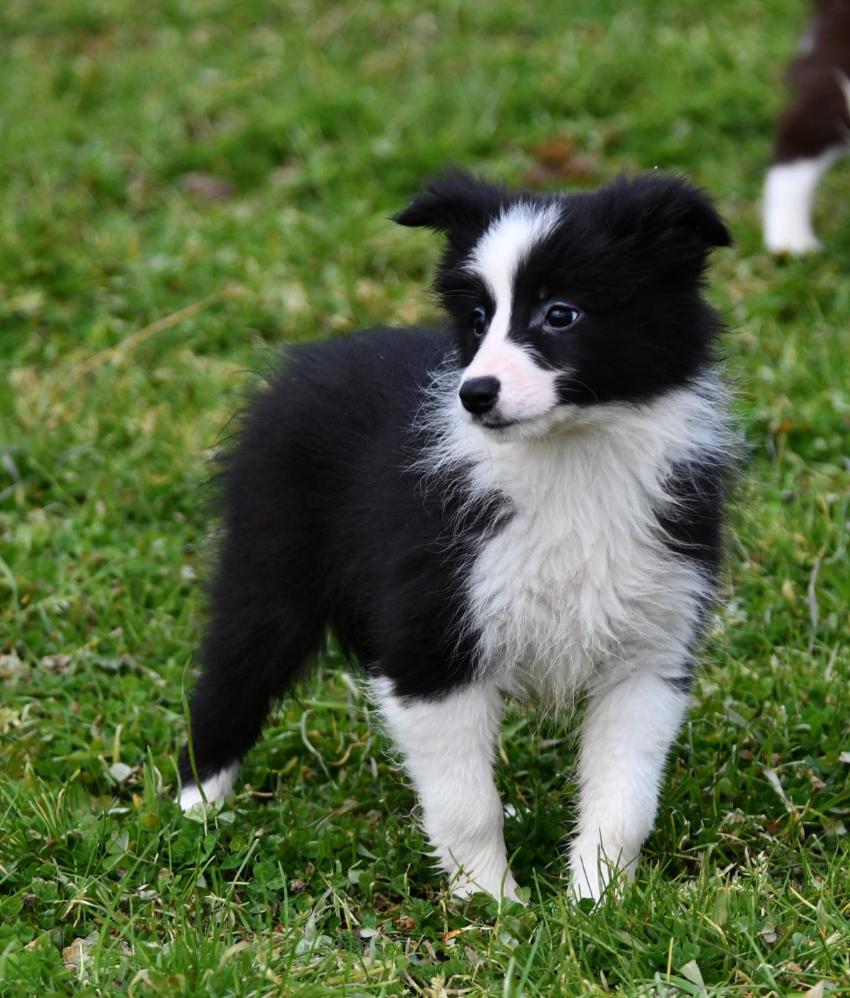 Des Bergers des Mille et Une Nuit - Chiots disponibles - Border Collie
