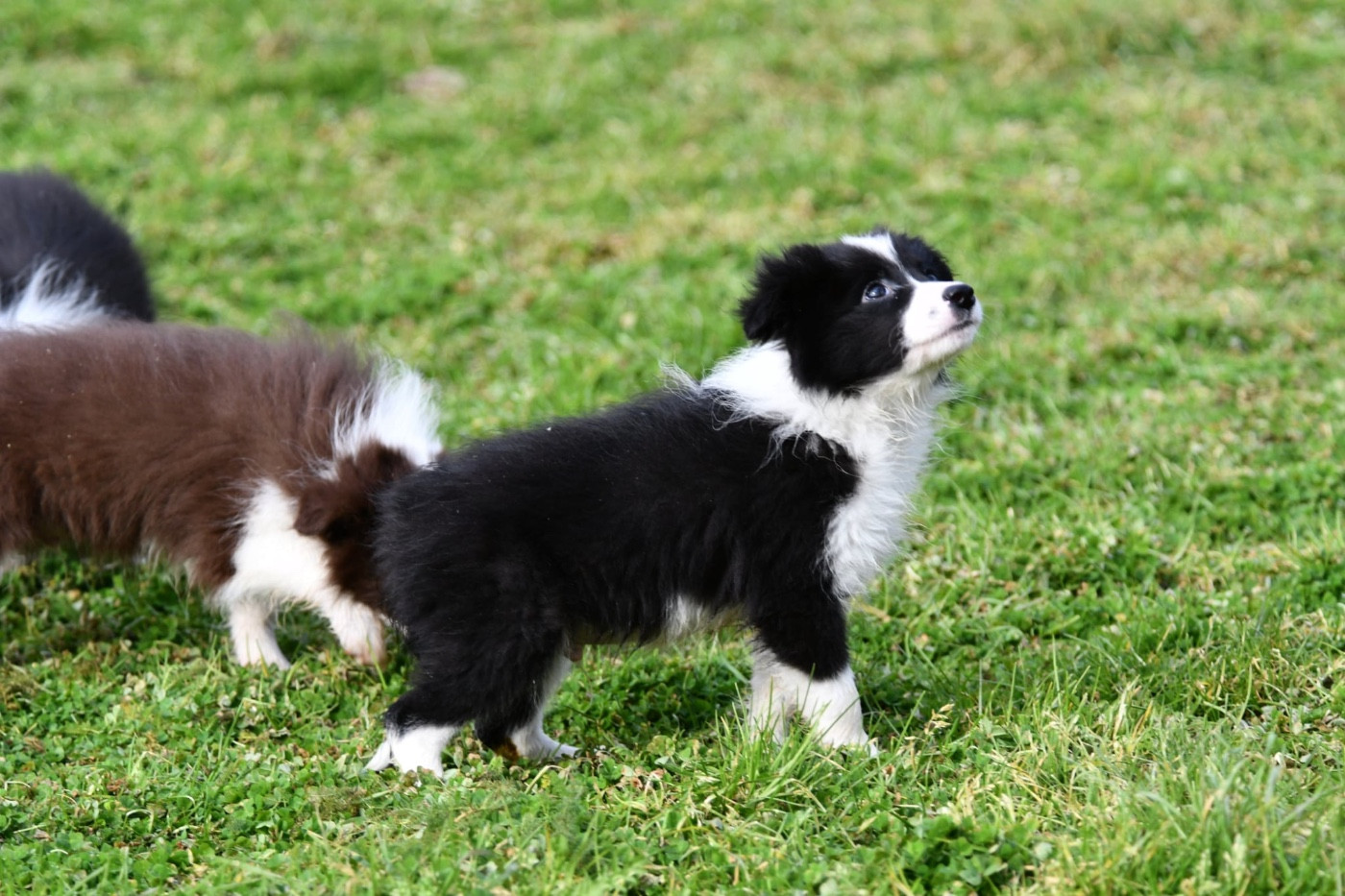 Des Bergers des Mille et Une Nuit - Chiots disponibles - Border Collie