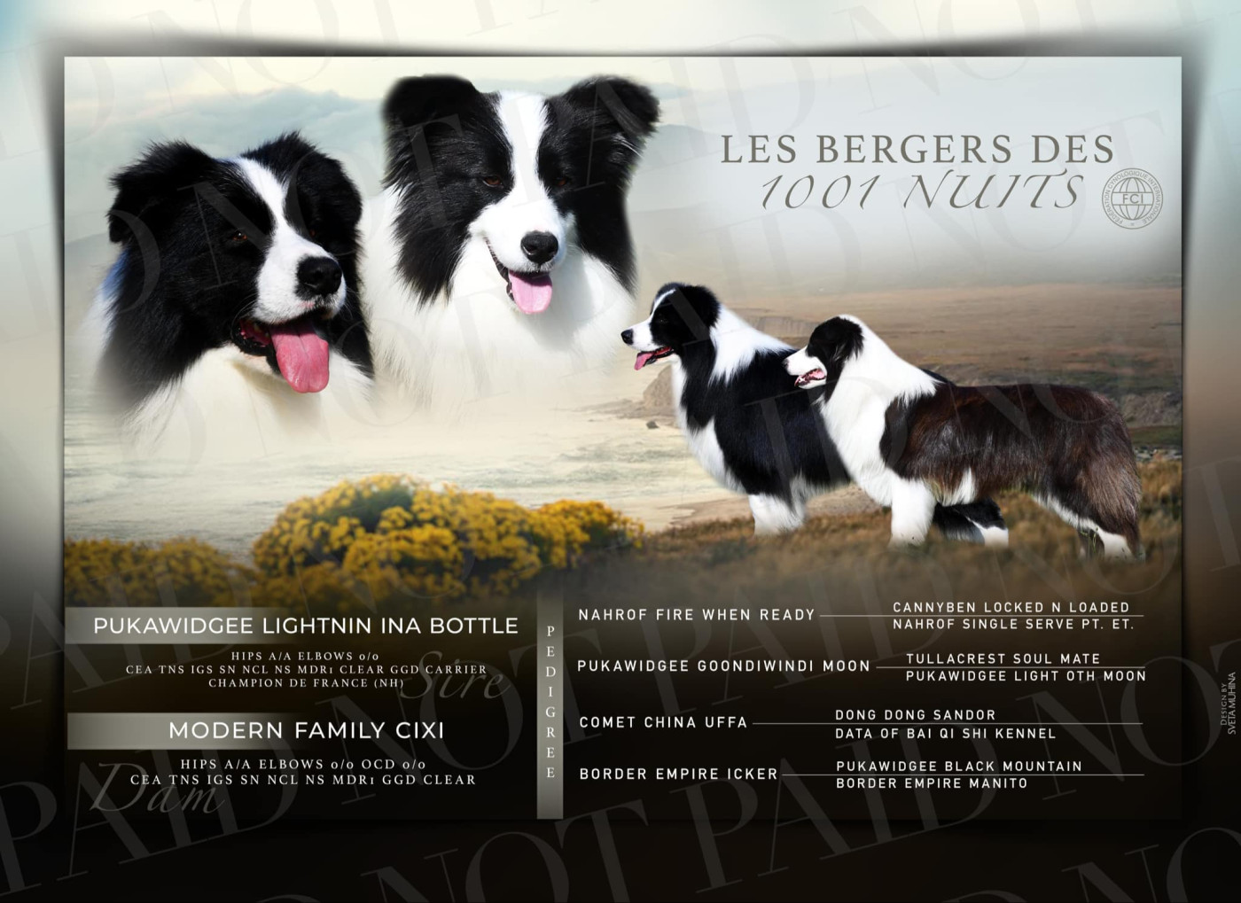 Chiot Border Collie Des Bergers des Mille et Une Nuit