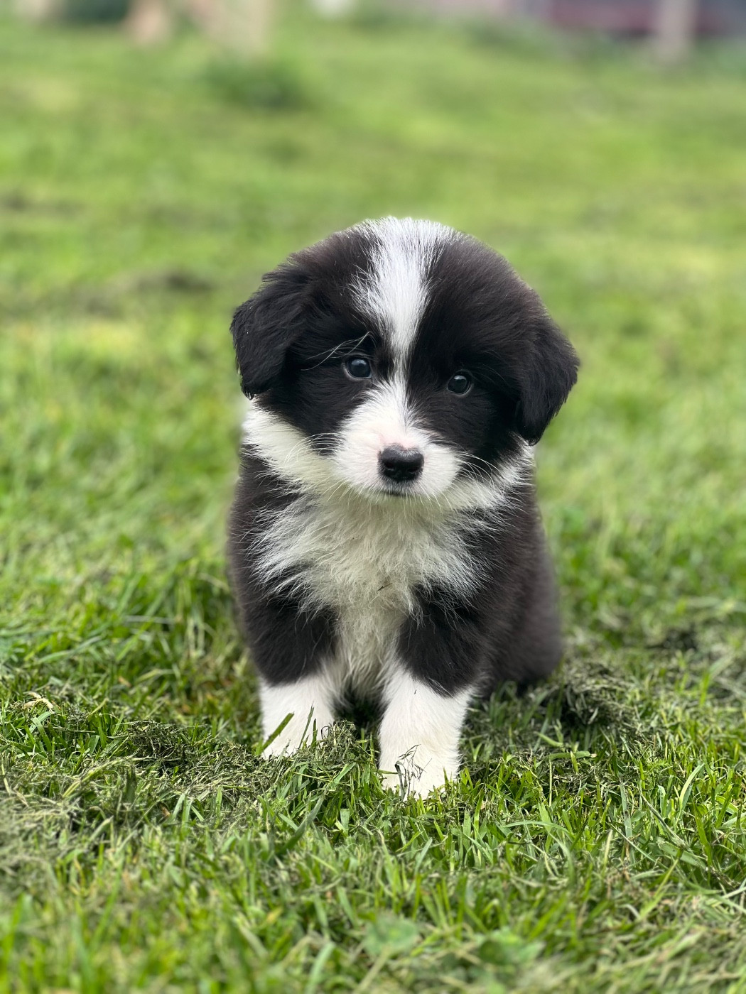 Des Bergers des Mille et Une Nuit - Chiots disponibles - Border Collie