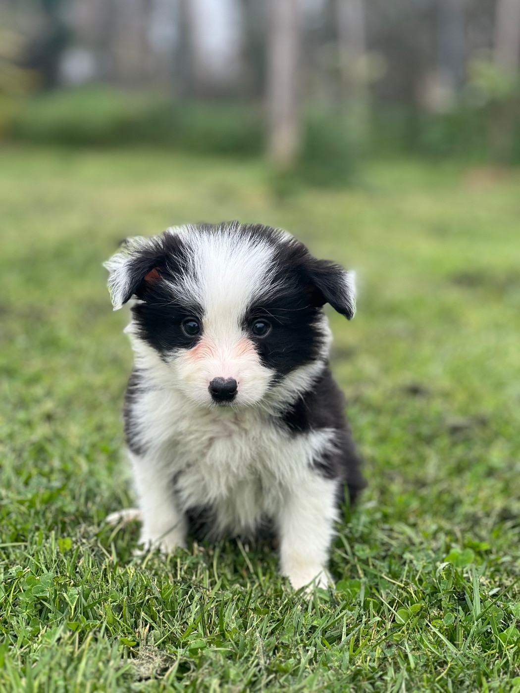 Des Bergers des Mille et Une Nuit - Chiots disponibles - Border Collie