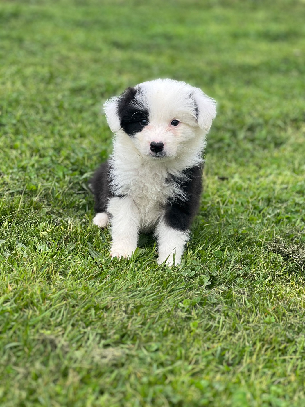 Des Bergers des Mille et Une Nuit - Chiots disponibles - Border Collie