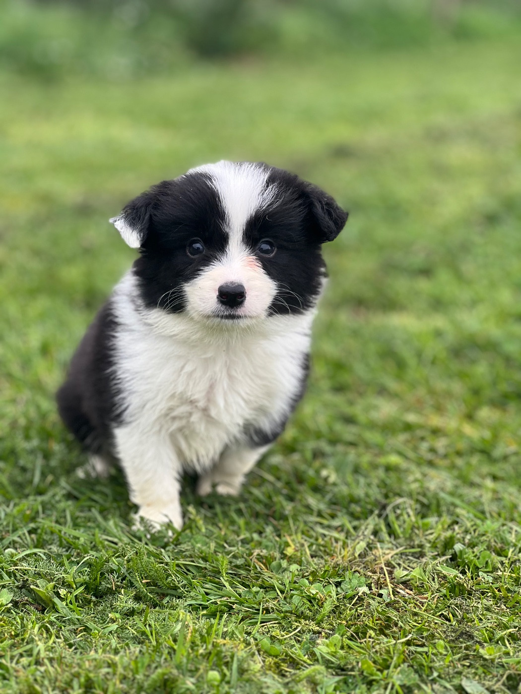 Des Bergers des Mille et Une Nuit - Chiots disponibles - Border Collie