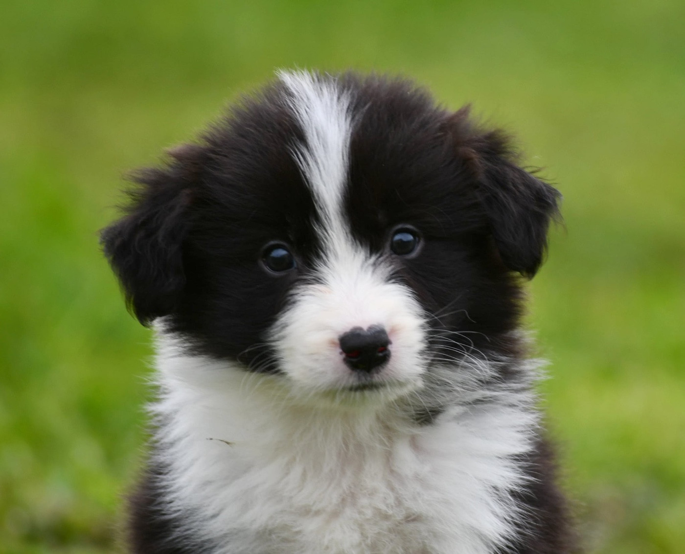 Des Bergers des Mille et Une Nuit - Chiots disponibles - Border Collie