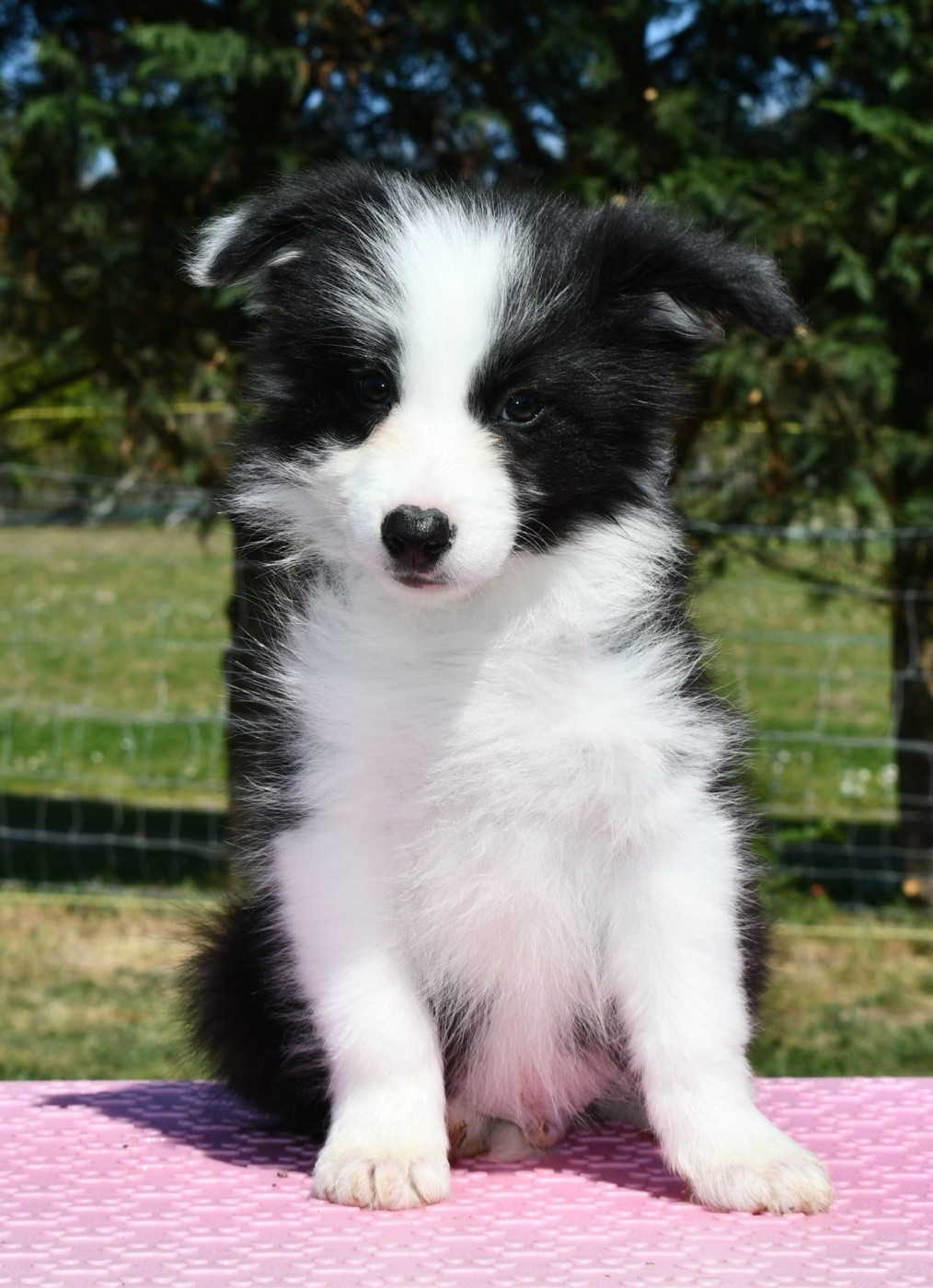 Des Bergers des Mille et Une Nuit - Chiots disponibles - Border Collie