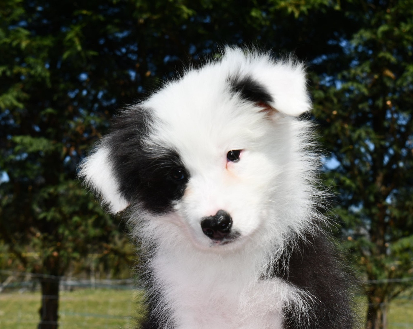 Des Bergers des Mille et Une Nuit - Chiots disponibles - Border Collie