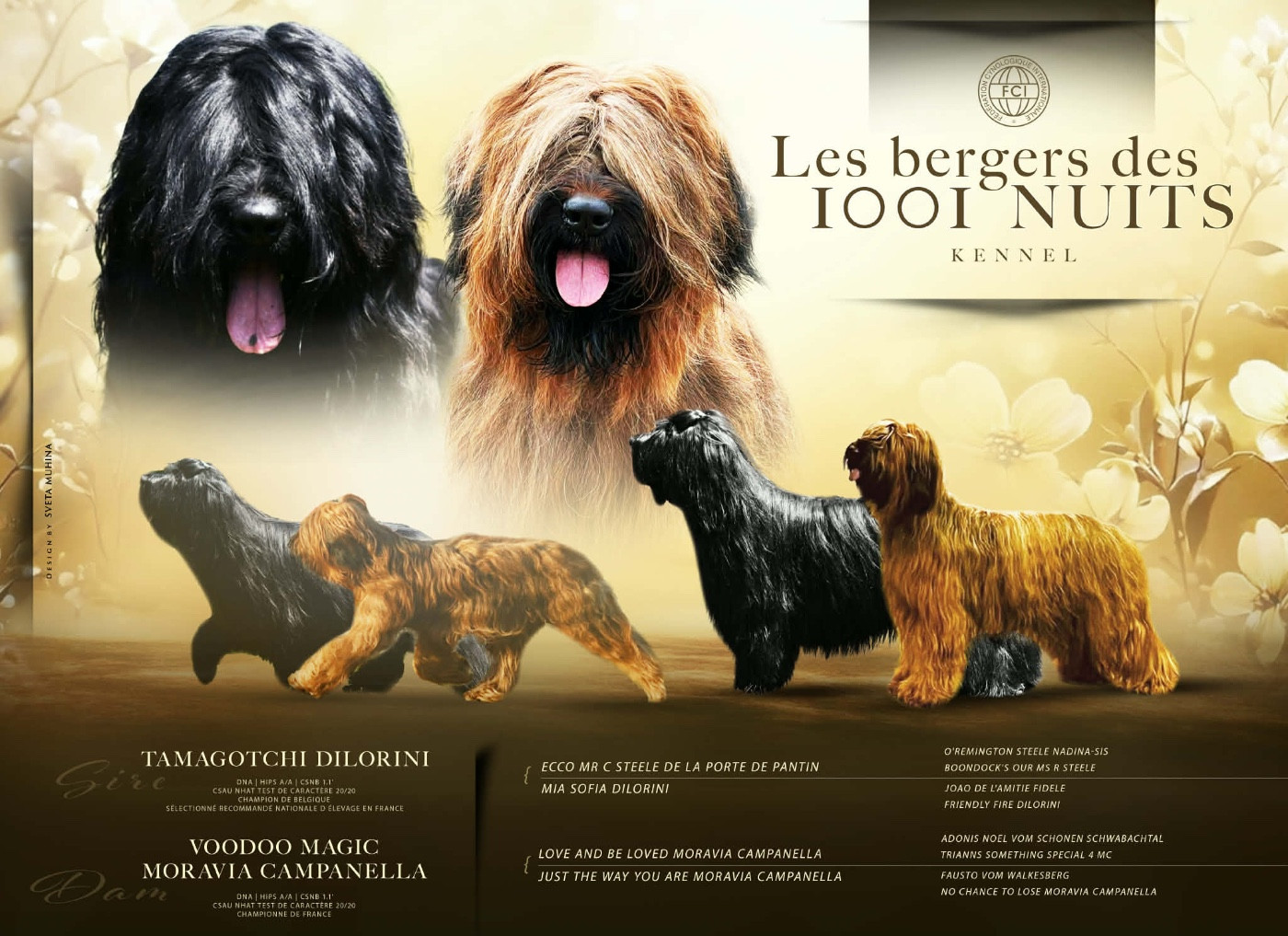 Chiot Berger de Brie Des Bergers des Mille et Une Nuit