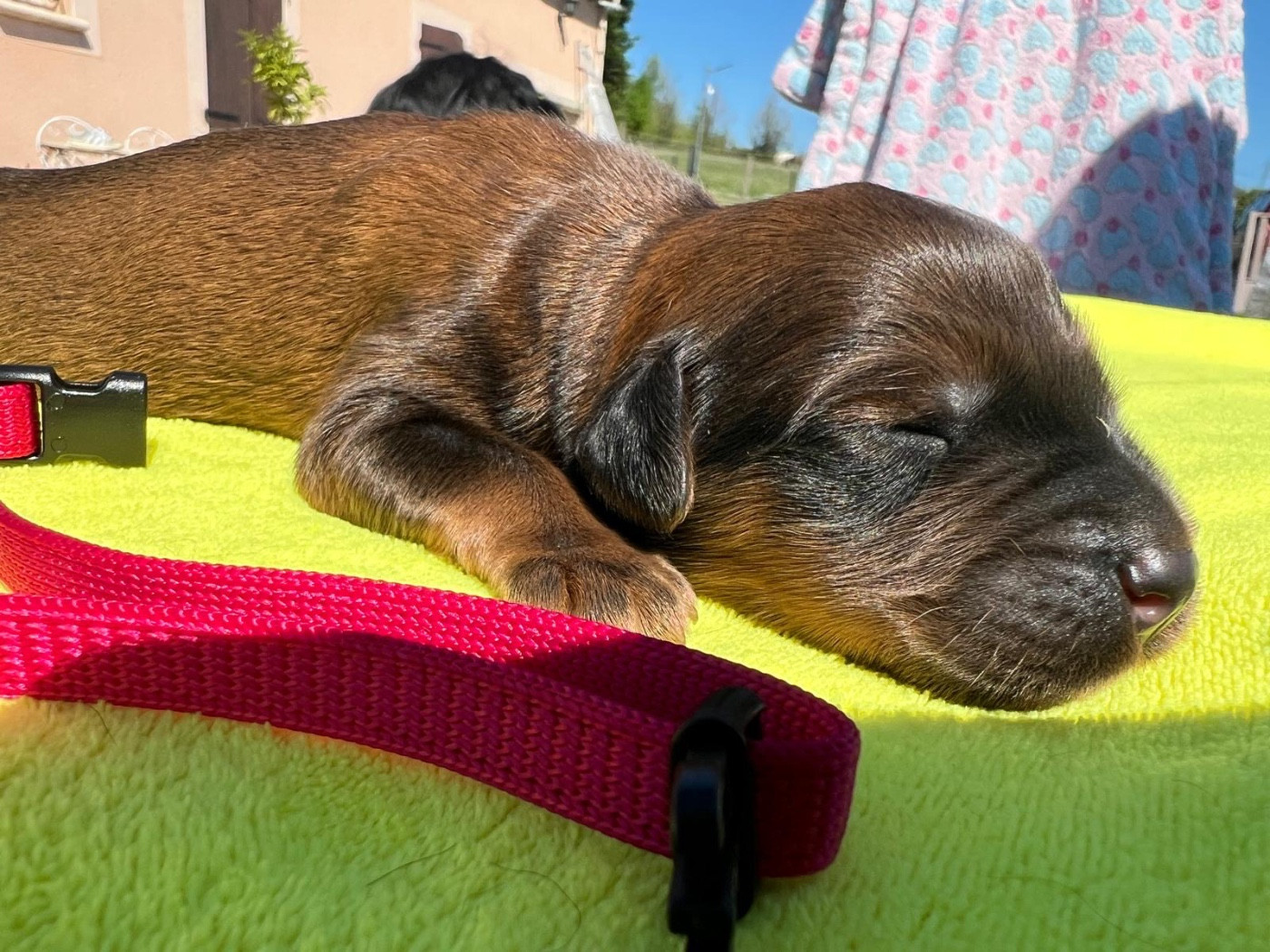 Des Bergers des Mille et Une Nuit - Chiots disponibles - Berger de Brie