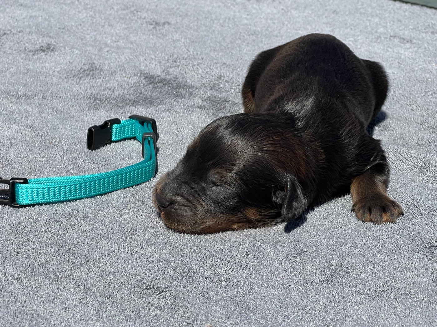 Des Bergers des Mille et Une Nuit - Chiots disponibles - Berger de Brie