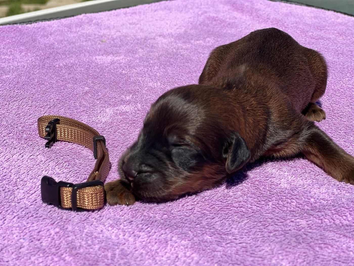 Des Bergers des Mille et Une Nuit - Chiots disponibles - Berger de Brie