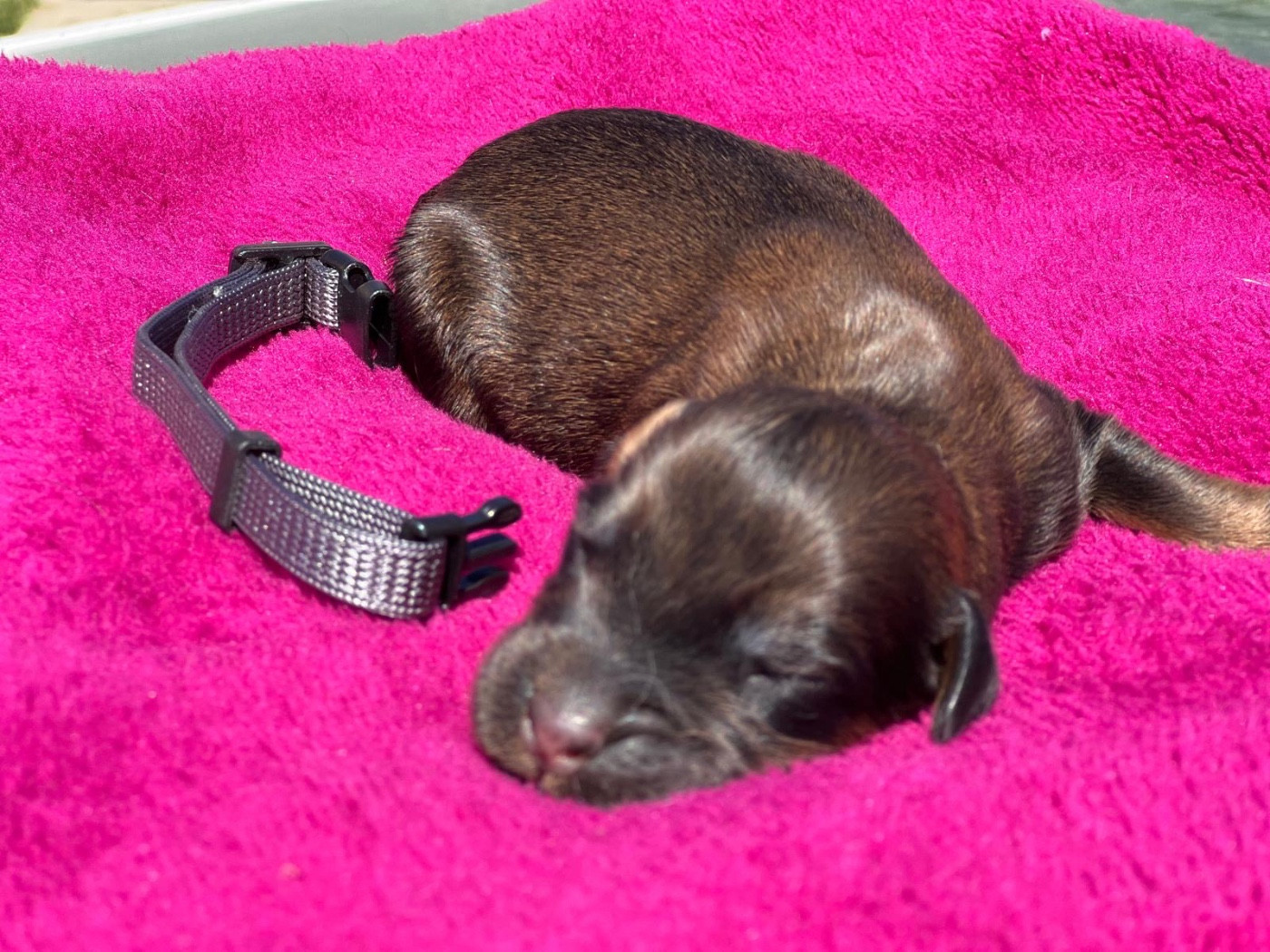Des Bergers des Mille et Une Nuit - Chiots disponibles - Berger de Brie
