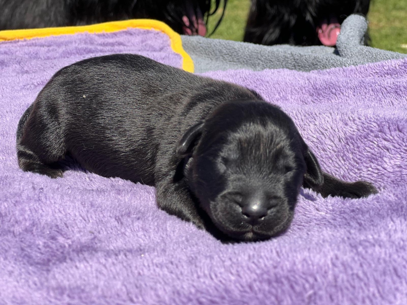 Des Bergers des Mille et Une Nuit - Chiots disponibles - Berger de Brie