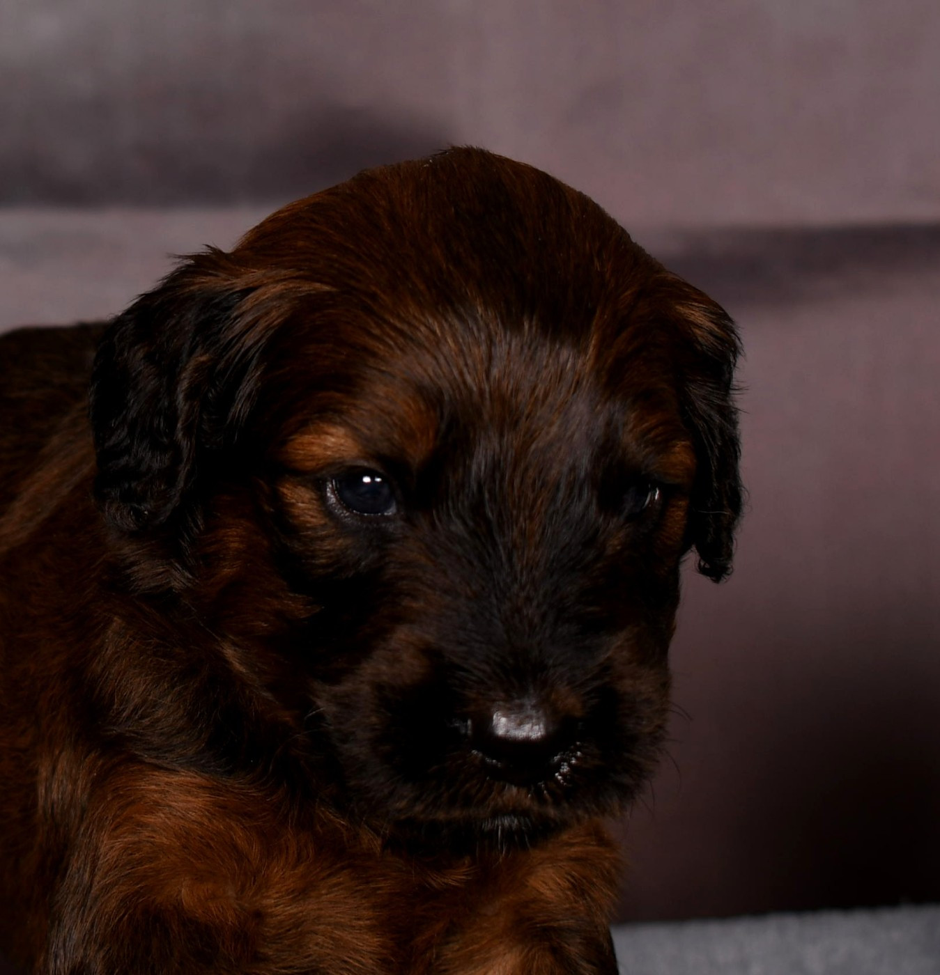 Des Bergers des Mille et Une Nuit - Chiots disponibles - Berger de Brie