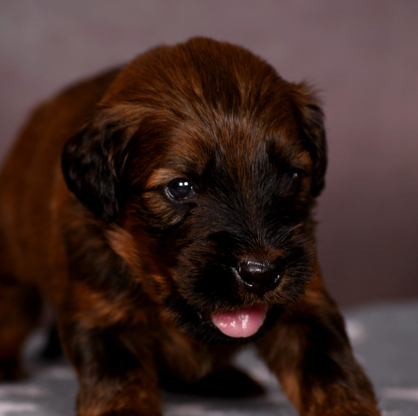 Des Bergers des Mille et Une Nuit - Chiots disponibles - Berger de Brie
