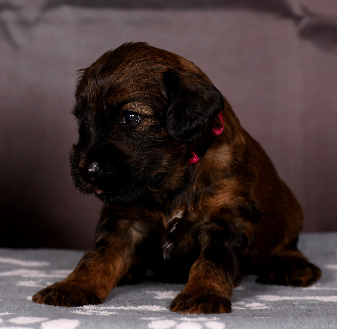 Des Bergers des Mille et Une Nuit - Chiots disponibles - Berger de Brie