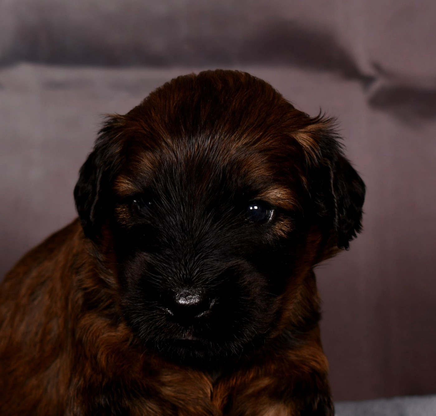 Des Bergers des Mille et Une Nuit - Chiots disponibles - Berger de Brie