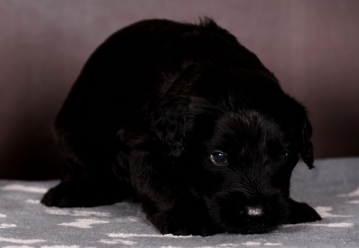 Des Bergers des Mille et Une Nuit - Chiots disponibles - Berger de Brie
