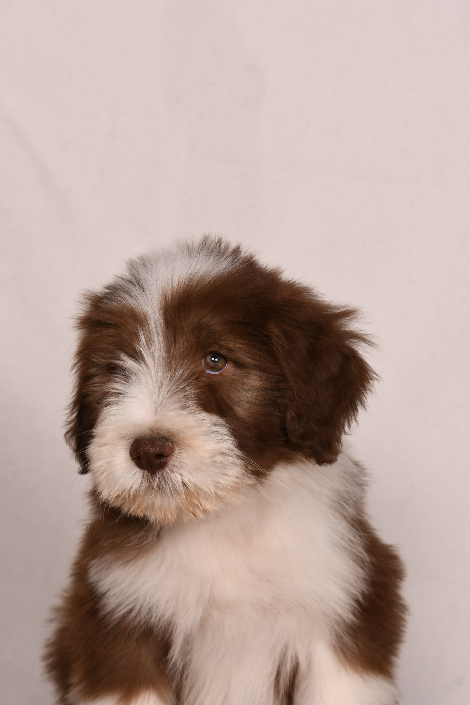 Chiot Bearded Collie Des Bergers des Mille et Une Nuit