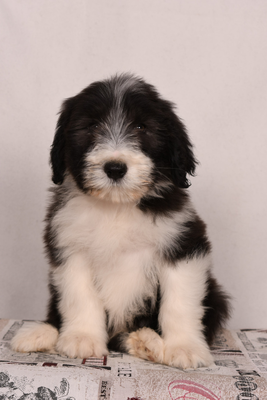 Des Bergers des Mille et Une Nuit - Chiots disponibles - Bearded Collie