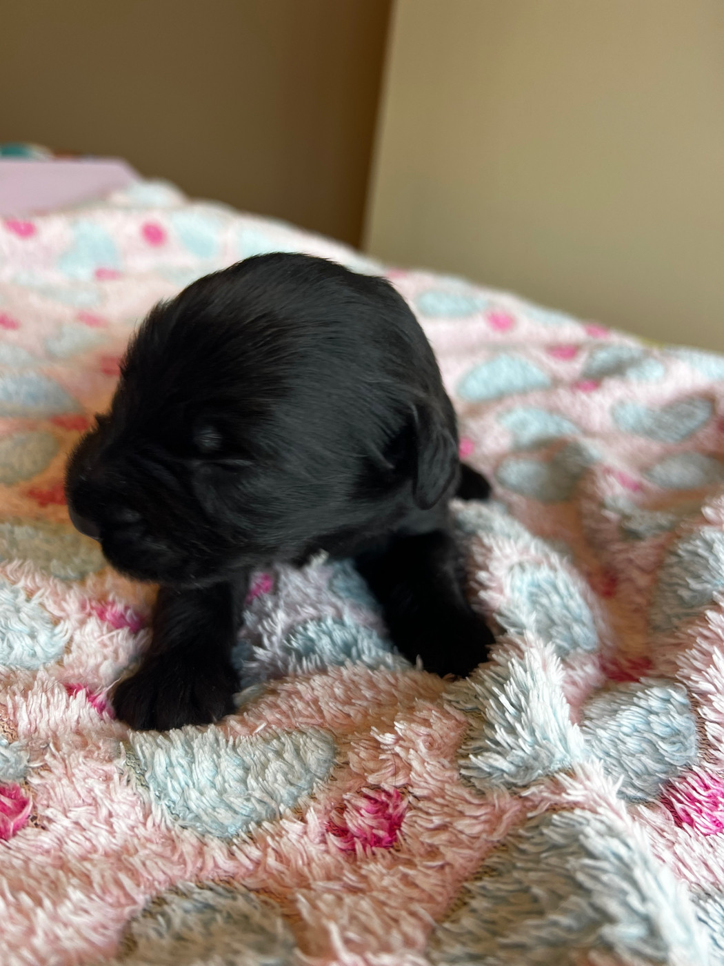 Des Bergers des Mille et Une Nuit - Chiots disponibles - Berger de Brie
